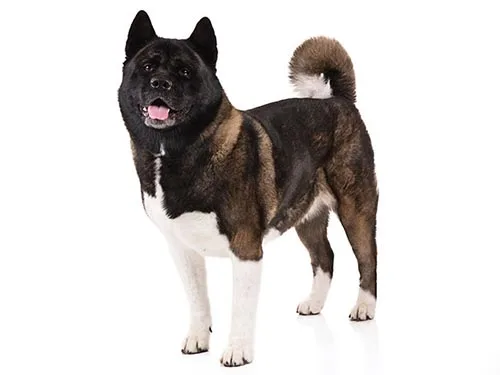 Akita Inu