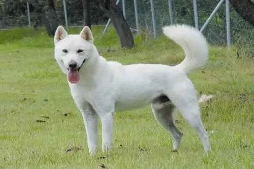 Jindo Coreano