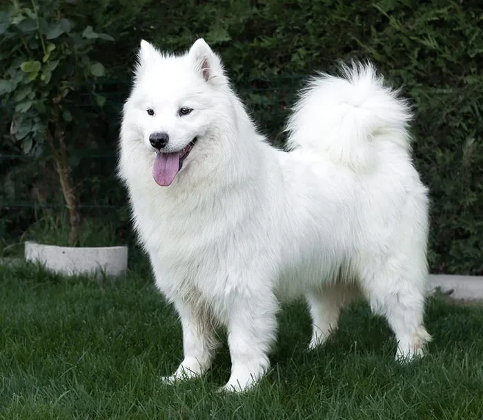 Samoyedo