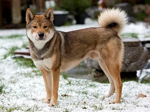Shikoku