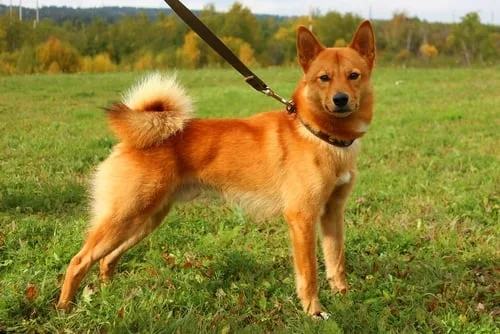 Spitz Finlandés