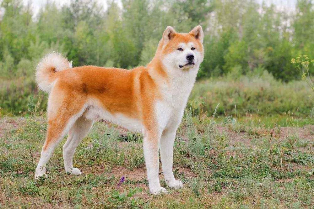 Akita Inu