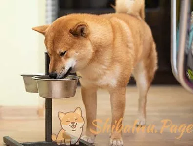 Alimentación del Shiba Inu