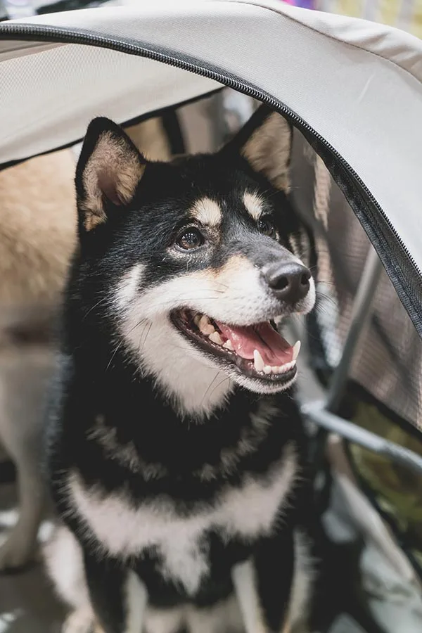 Perro con ansiedad emocional real esperando a su dueño