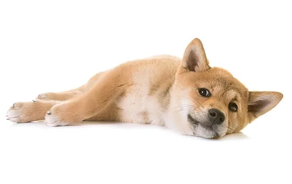 Ansiedad por separación en el Shiba Inu