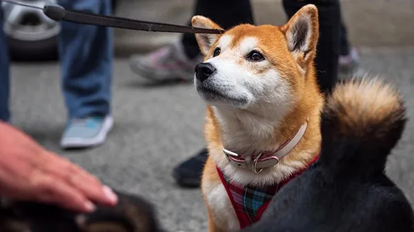 Shiba Inu con signos de ansiedad esperando a su dueño