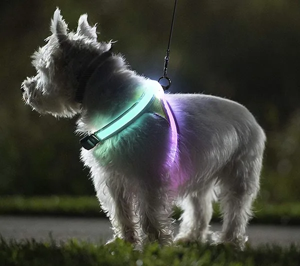 Arnés luminoso Noxgear LightHound para paseos nocturnos