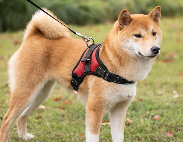 Los mejores arneses para Shiba Inu