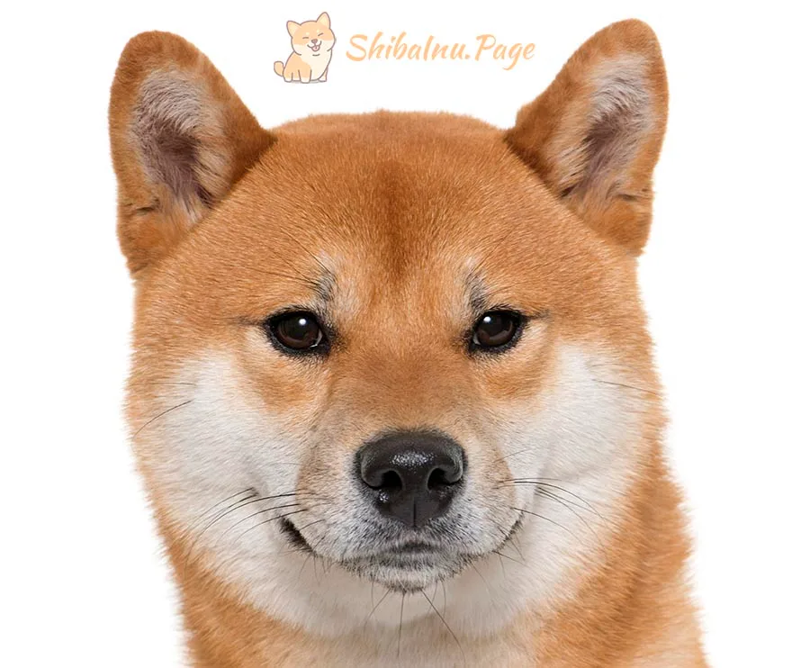 Shiba Inu adulto mostrando sus características físicas