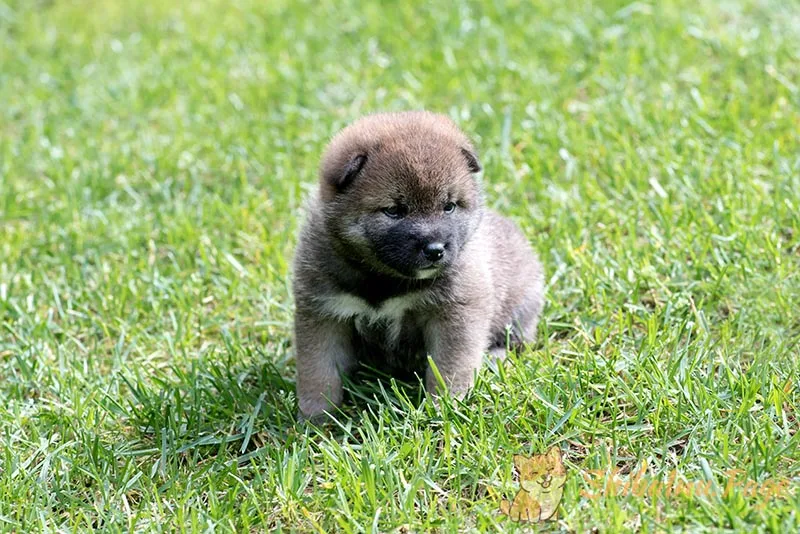 Castración y esterilización del Shiba Inu