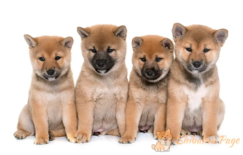 Shiba Inu en recuperación postoperatoria con collar isabelino