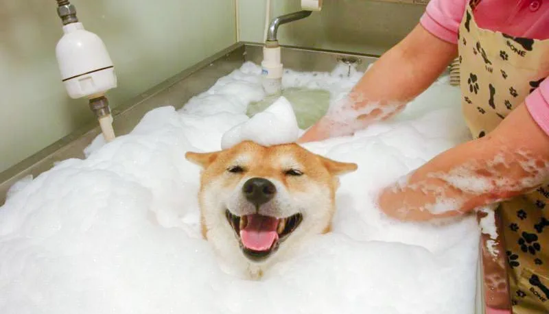 Champú para Shiba Inu: los mejores productos