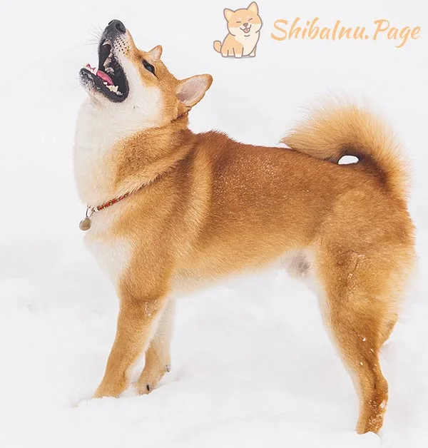 Cola Sashio del Shiba Inu: en forma de hoz, suspendida sobre el lomo sin enrollarse