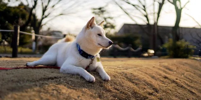 Collares para Shiba Inu: tipos y mejores opciones