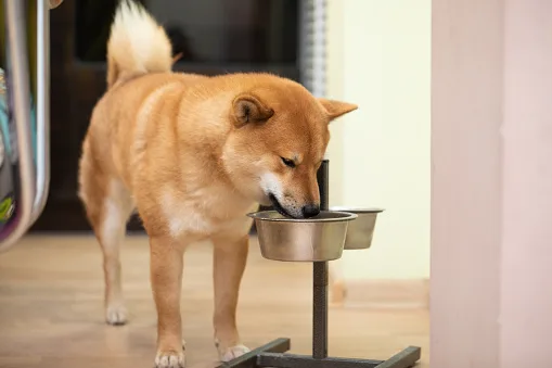 Comederos para Shiba Inu: tipos y mejores modelos