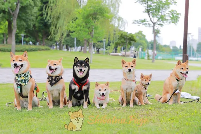 Shiba Inu tranquilo en casa, adaptado a la vida en piso