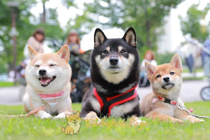 Cachorro de Shiba Inu en el criadero