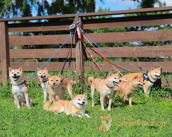Camada de Shiba Inu con la madre en un criadero serio