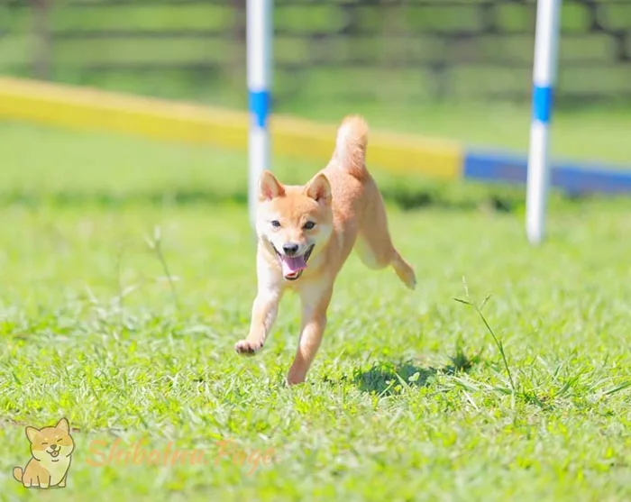 Shiba Inu adulto, padre o madre del cachorro