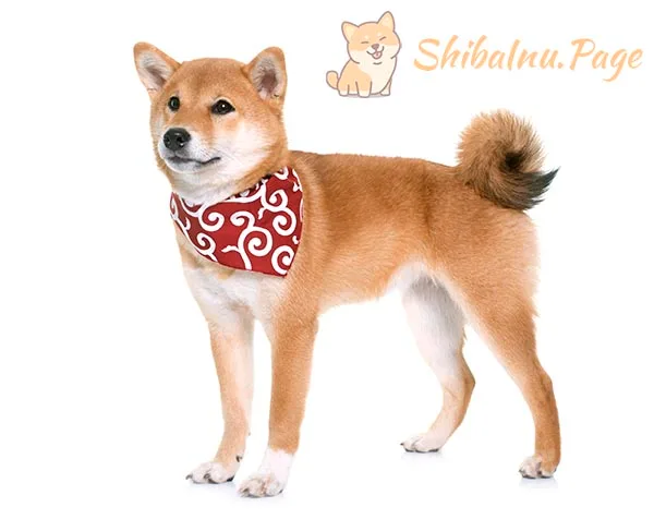 Guía para comprar un Shiba Inu