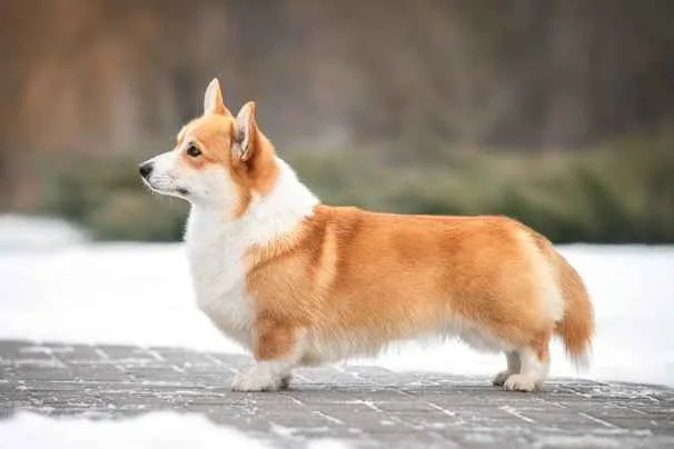 Corgi Galés de Pembroke
