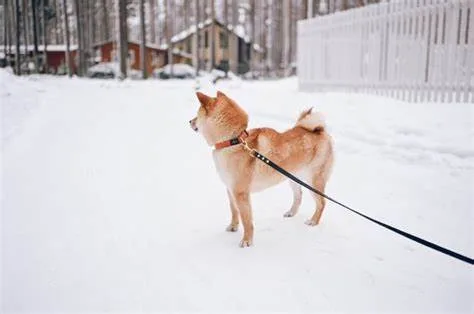 Shiba Inu paseando con correa