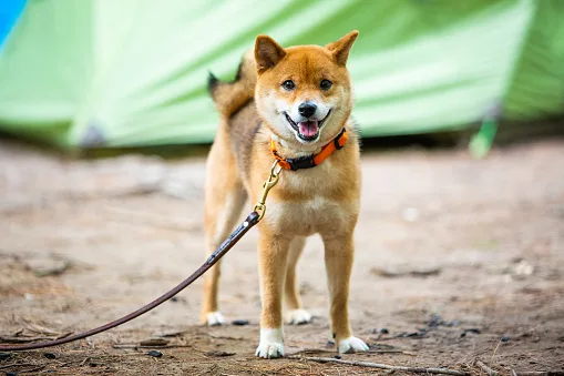 Correas para Shiba Inu: tipos y mejores opciones