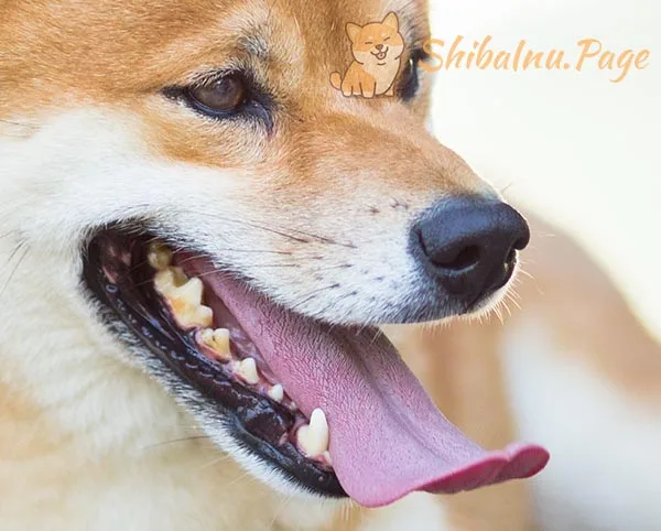 Dentadura del Shiba Inu, con dientes notablemente grandes para su tamaño