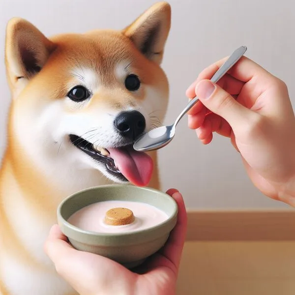 Shiba Inu masticando un juguete dental de goma resistente