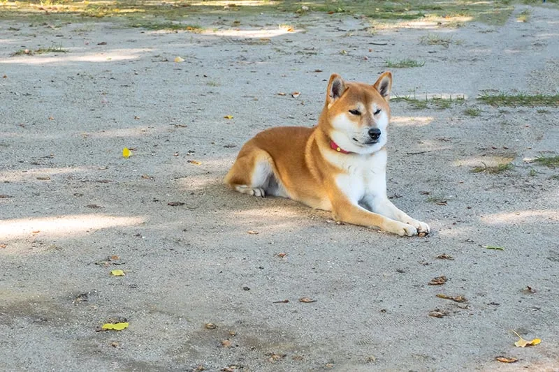 Shiba Inu adulto mayor, sano y activo