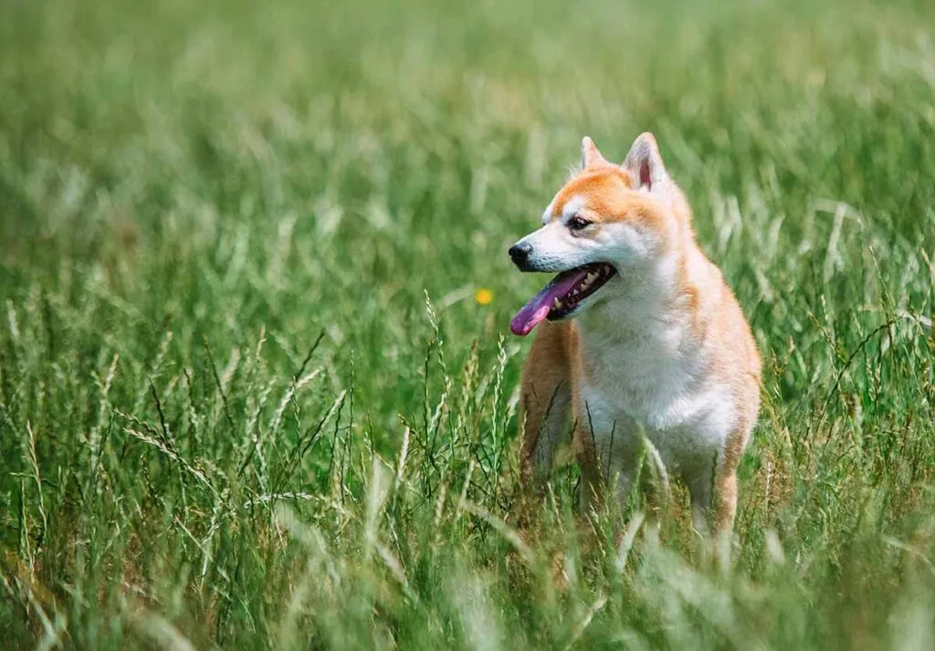 Estimulación sensorial en el Shiba Inu