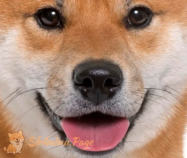 Hocico del Shiba Inu con la trufa negra brillante y labios prietos