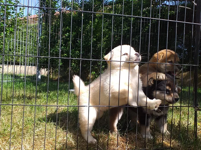 Enseñar al Shiba Inu a entrar en la jaula
