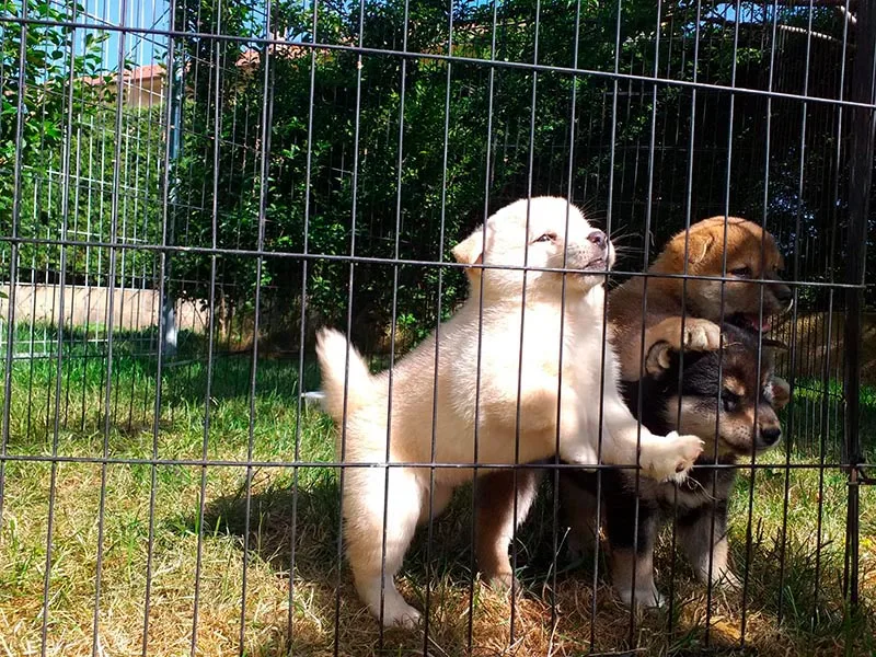 Tipos de jaulas para Shiba Inu