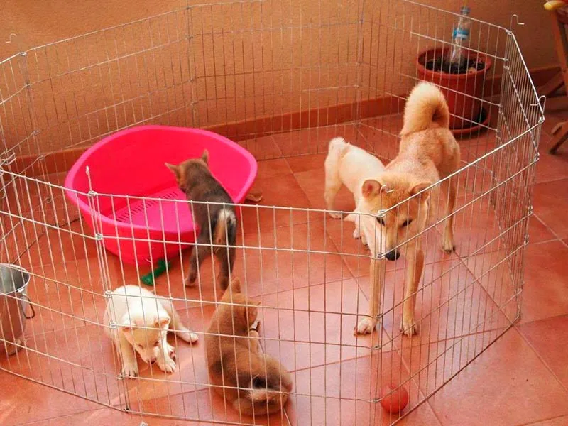 Jaula para Shiba Inu como espacio seguro