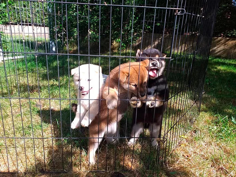 Shiba Inu en su jaula descansando tranquilo