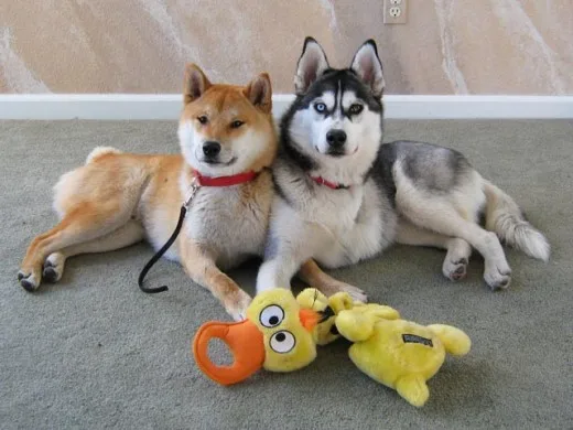 Cómo elegir un juguete adecuado para el Shiba Inu