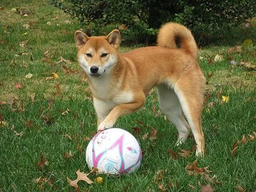 Shiba Inu con juguete Kong