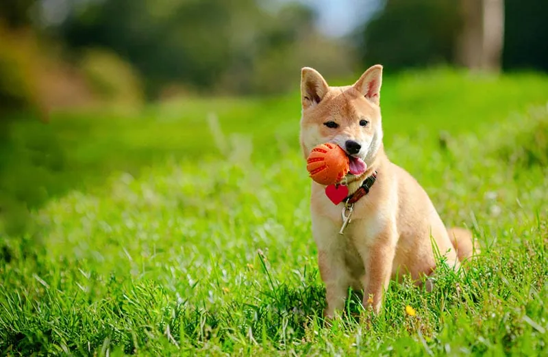 Juguetes para Shiba Inu