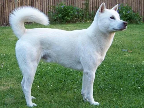 Kishu Ken