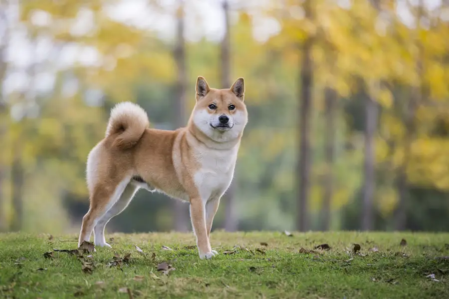 Mitos y realidades sobre el Shiba Inu