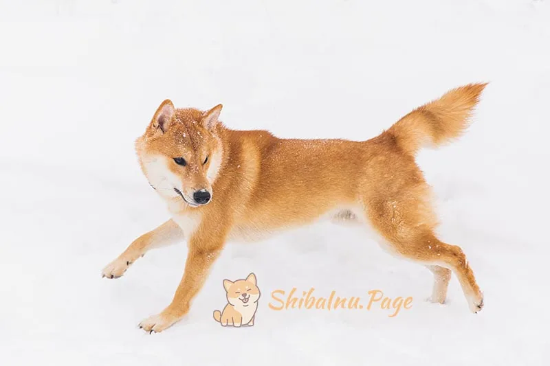 Diagrama de la musculatura del Shiba Inu mostrando los principales grupos musculares
