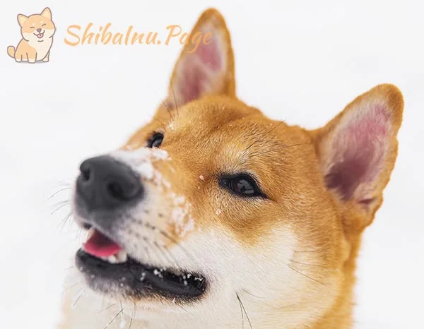 Detalle de los ojos del Shiba Inu, ligeramente triangulares y de color marrón oscuro