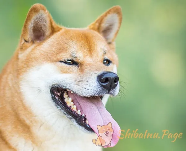 Orejas triangulares y erectas del Shiba Inu, una de sus señas de identidad