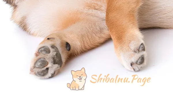 Detalle de las patas del Shiba Inu, bien alineadas y con almohadillas resistentes