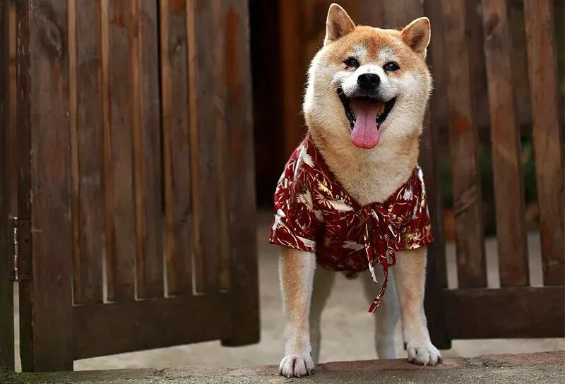 Ropa para Shiba Inu
