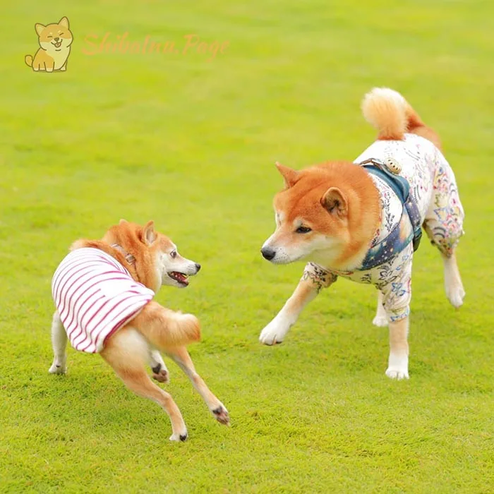 Shiba Inu socializando y ejercitándose con otros perros