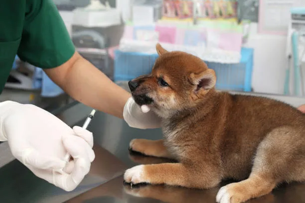Shiba Inu siendo examinado por el veterinario