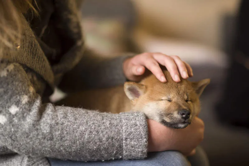 Cachorro Shiba Inu explorando su nuevo hogar