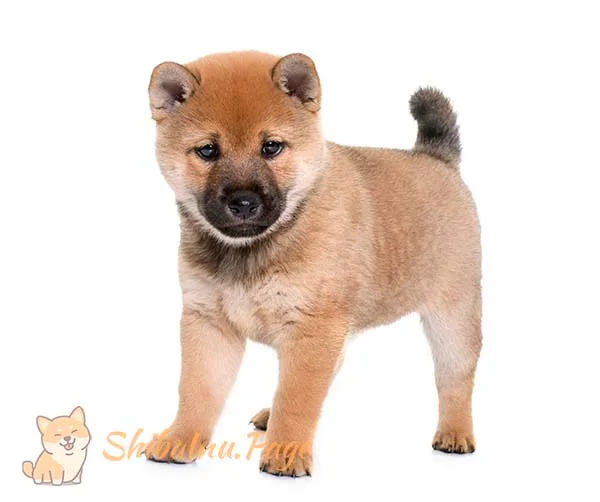 Cachorro de Shiba Inu recién llegado a casa